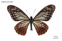 藏品(斑鳳蝶)的圖片